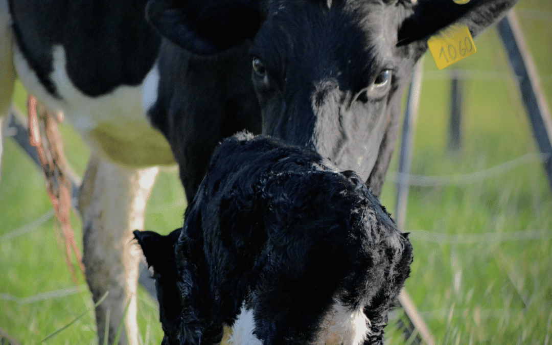 Geçiş Dönemi Yönetimi: Süt Verimi ve Üreme Sağlığının Temeli