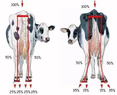 Barınak Konforunun Süt Verimi ve Üreme Sağlığı Üzerindeki Etkileri