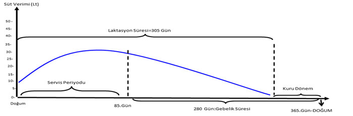 Erken Laktasyon Döneminde Enerji Dengesi ve Üreme Performansı
